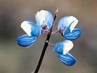 DSC 6713 adj  Very blue flowers
